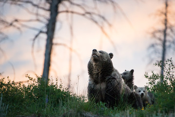 Wall Mural - grizzly bears
