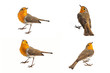 Collage of European robin (Erithacus rubecula) isolated on a white background