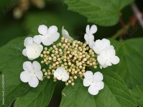 Fleur Blanche En Ombelles Du Viorne Obier Au Printemps