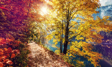 Awesome Alpine Forest In Sunny Day. Scenic Image Of Fairy-tale Woodland In Sunlit. Touristic Footpath Under Colorful Foliage In The Autumn Park In Austrian Alps. Near Gosausee Lake. Autumn Background
