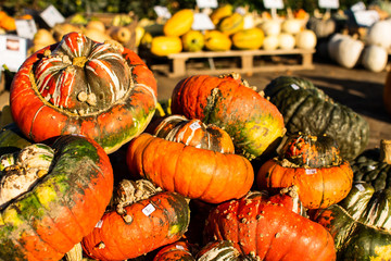 pumpkin in autumn sun