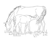Fototapeta Konie - Mare and foal in the pasture.