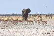 Elefantenbulle (loxodonta africana) in Springbockherde im Etosha Nationalpark in Namibia
