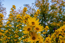 Santa Fe Maximillian Sunflower In Autumn