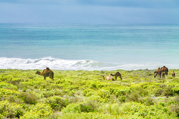 A herd of camels in a pasture on the shores of the Atlantic Ocean. Africa Morocco Agadir