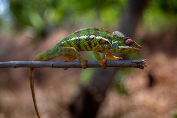 Wall Mural - A colourful chameleon resting on a branch by the side of the road in Madagascar.