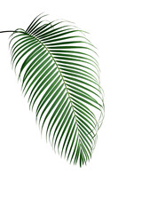 Wall Mural - Tropical palm leaf foliage plant isolated on white background, clipping path included.