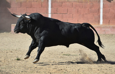 Wall Mural - big bull in spain