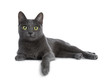 Silver tipped blue adult Korat cat laying down side ways with one paw hanging over edge and looking straight at camera with green eyes, isolated on white background