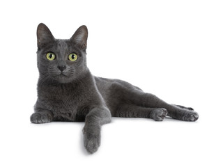 silver tipped blue adult korat cat laying down side ways with one paw hanging over edge and looking 