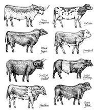 Farm Cattle Bulls And Cows. Different Breeds Of Domestic Animals. Engraved Hand Drawn Monochrome Sketch. Vintage Line Art.