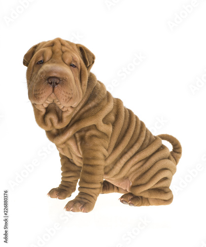 Photographie Portrait Studio Dun Chien Shar Pei De Couleur
