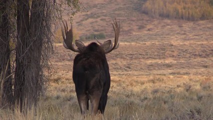 Canvas Print - Bull Shiras Moose in Wyoming in the Fall Rut