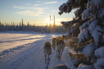 Dog Sledding in Alaska