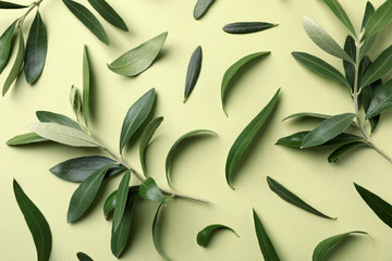 Flat lay composition with fresh green olive leaves and twigs on color background