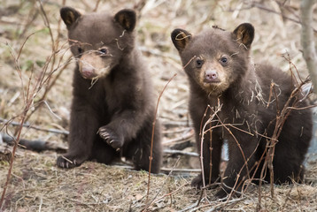 Wall Mural - Black bear cub