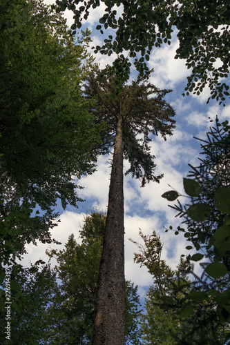 Fotografie, Obraz Tall straight tree and blue sky with white clouds background