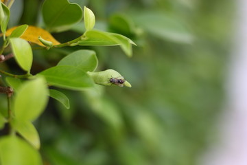 green plant background in the morning