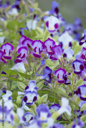 秋に咲く紫の小さい花が満開で美しい Stock Photo Adobe Stock