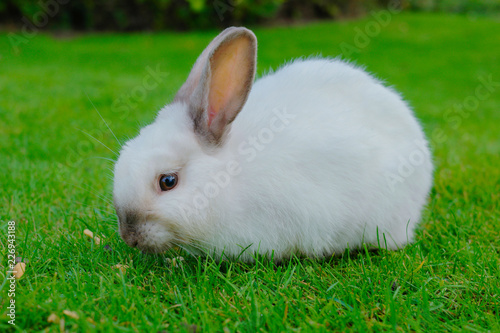 Plakat Biały królik na trawie