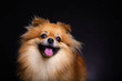 Lovely Pomeranian dog looks at owner and smile it, black background. Cute dog look friendly and smart. Charming doggy has beautiful brown hair or brown fur. It looks innocent and adorable. copy space