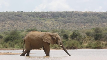 Wall Mural - African Elephants drinking 