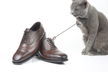 Gray cat plays with a classic lace men's brown Shoe on white background