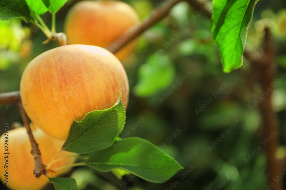 Ripe juicy apples on tree branch in garden