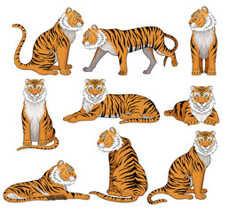 Wall Mural - Vector set of tiger in different poses. Large wild cat with orange fur and black stripes. Powerful predatory animal. Wildlife theme