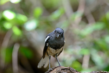 Wall Mural - Oriental magpie-robin, they are common birds in urban gardens as well as forests.