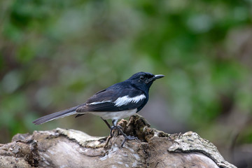 Wall Mural - Oriental magpie-robin, they are common birds in urban gardens as well as forests.