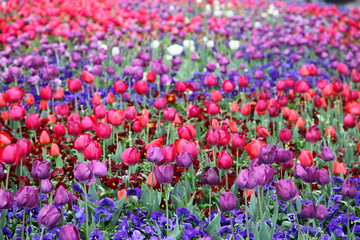  Beautiful display of tulips in a variety of colours at Floriade, Canberra
