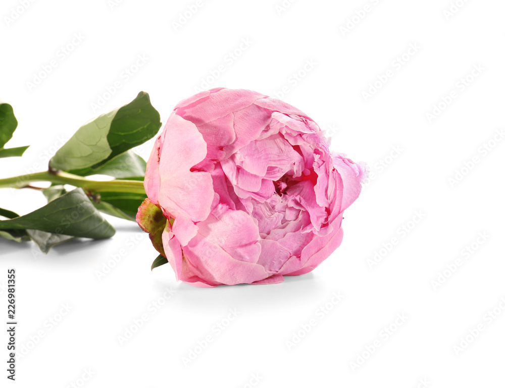 Beautiful pink peony flower on white background