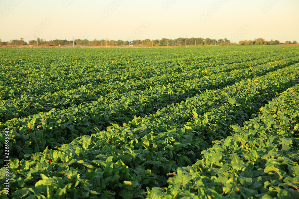 Green beetroot field on sunny day