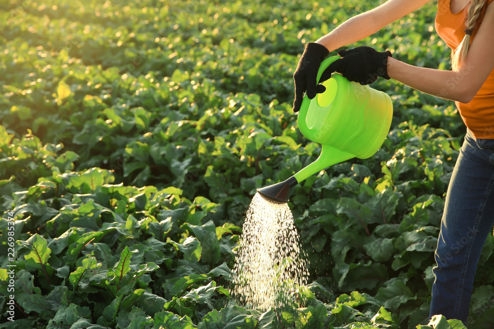 Female farmer watering plants in field