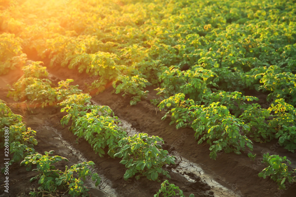 View of green field in countryside