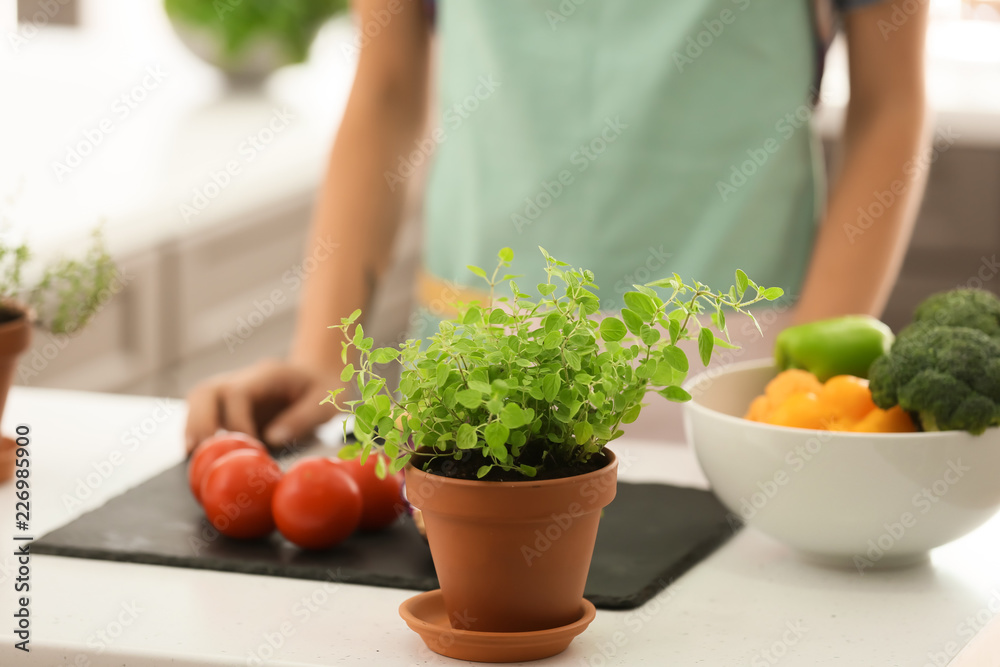 Pot with fresh oregano on white table in kitchen
