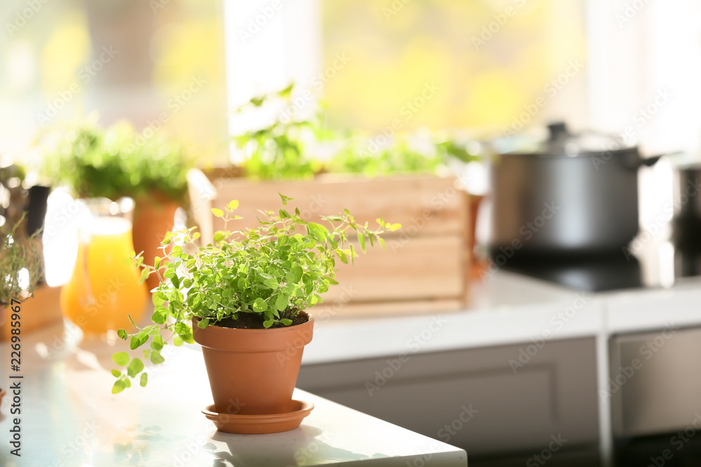 Pot with fresh oregano on table in kitchen