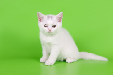  British shorthair cat on colored backgrounds