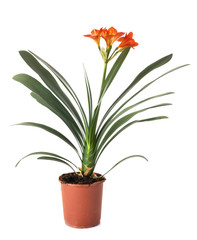 Canvas Print - Clivia plant in studio