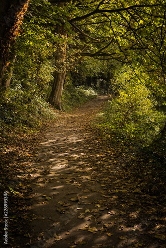 Cuadros en Lienzo The towpath along the River Medway near Maidstone in Kent, taken in Autumn