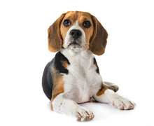 Puppy Beagle In Studio