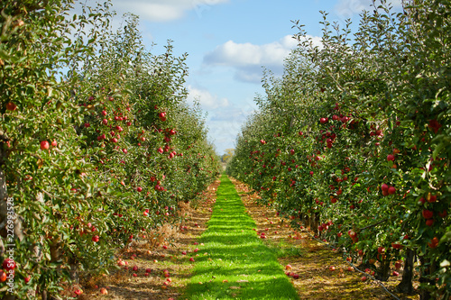 Cuadros en Lienzo Apple on trees in orchard in fall season