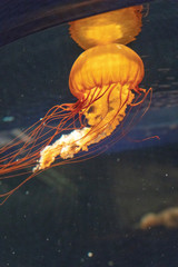 Jellyfish in Tokyo Aquarium