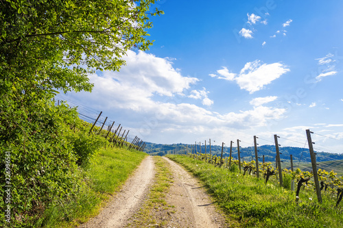 Foto Curved road through green vineyard landscape
