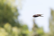 An Adult Common Swift (Apus Apus) Taking Off To The Sky In High Speed. With In The Background Trees.