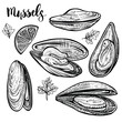 Mussels vector illustration. Seafood sketches. Isolated engvaving of clams.
