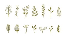 Herbal Tea And Floral Doodle Set. Vector 6