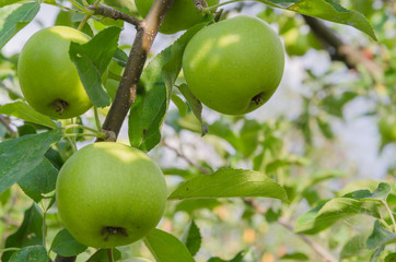 Delicious autumn green apples on the tree