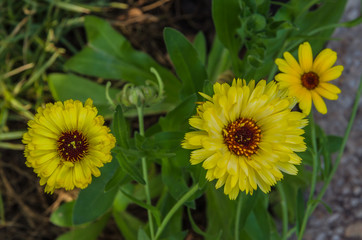 Various different flowers with vivid colours in bright summer light